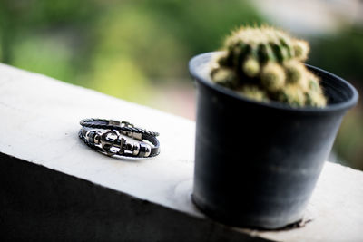 Close-up of succulent plant on table