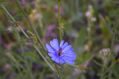 Close-up of purple flowering plant