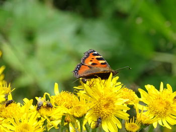Butterfly on yellow flower