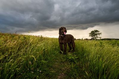 Dog looking away while standing on field against cloudy sky