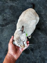 High angle view of hand holding cat