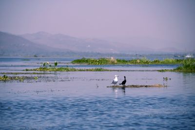 Ducks swimming in lake against sky