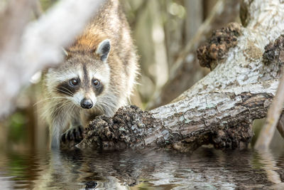 Portrait of a racoon in water