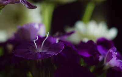 Close-up of purple flowers