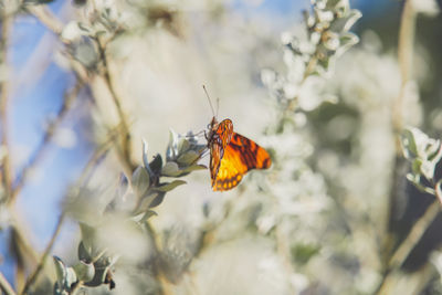 Close-up of butterfly pollinating on flower