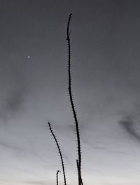 Low angle view of plant against sky