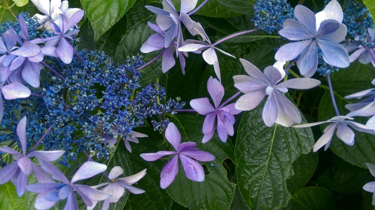 CLOSE-UP OF WHITE FLOWERING PLANTS