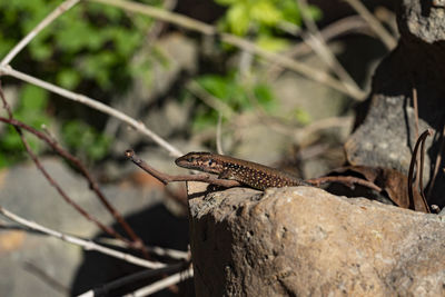 Close-up of lizard on tree