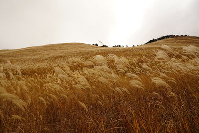 Scenic view of silver grass field against sky