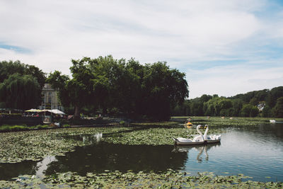 Swan shaped boats on lake