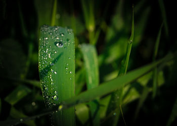 Close-up of raindrops on grass