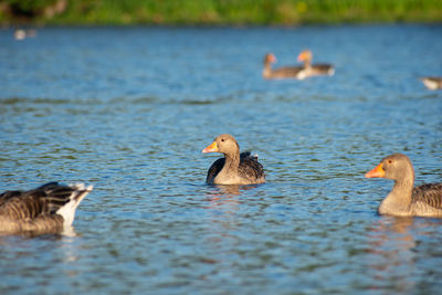 Ducks swimming in lake