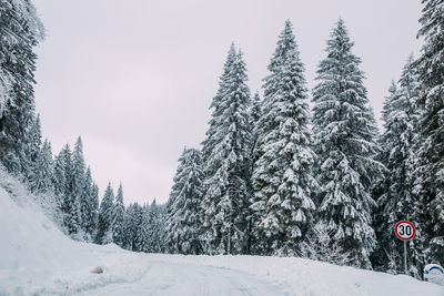 Snow covered road amidst trees against sky