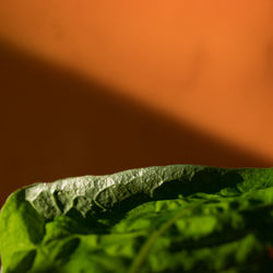 Close-up of leaf against white background