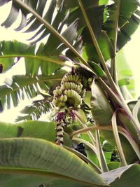 Low angle view of flowering plants on tree
