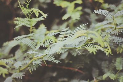 Close-up of fern leaves on tree