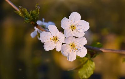 Close-up of white cherry blossom tree