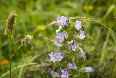 Close-up of purple flowers