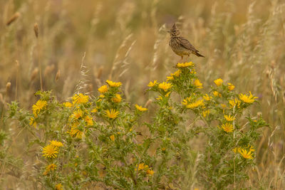 Bird flying in a field