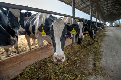 Close-up of tagged cows in dairy farm