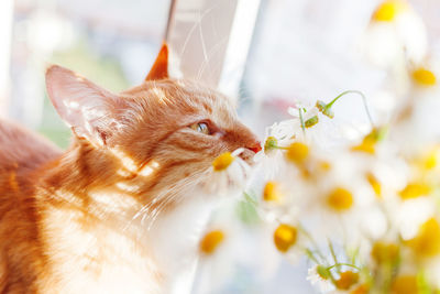Cute ginger cat smelling bouquet of camomiles. fluffy pet and cozy spring morning at home.