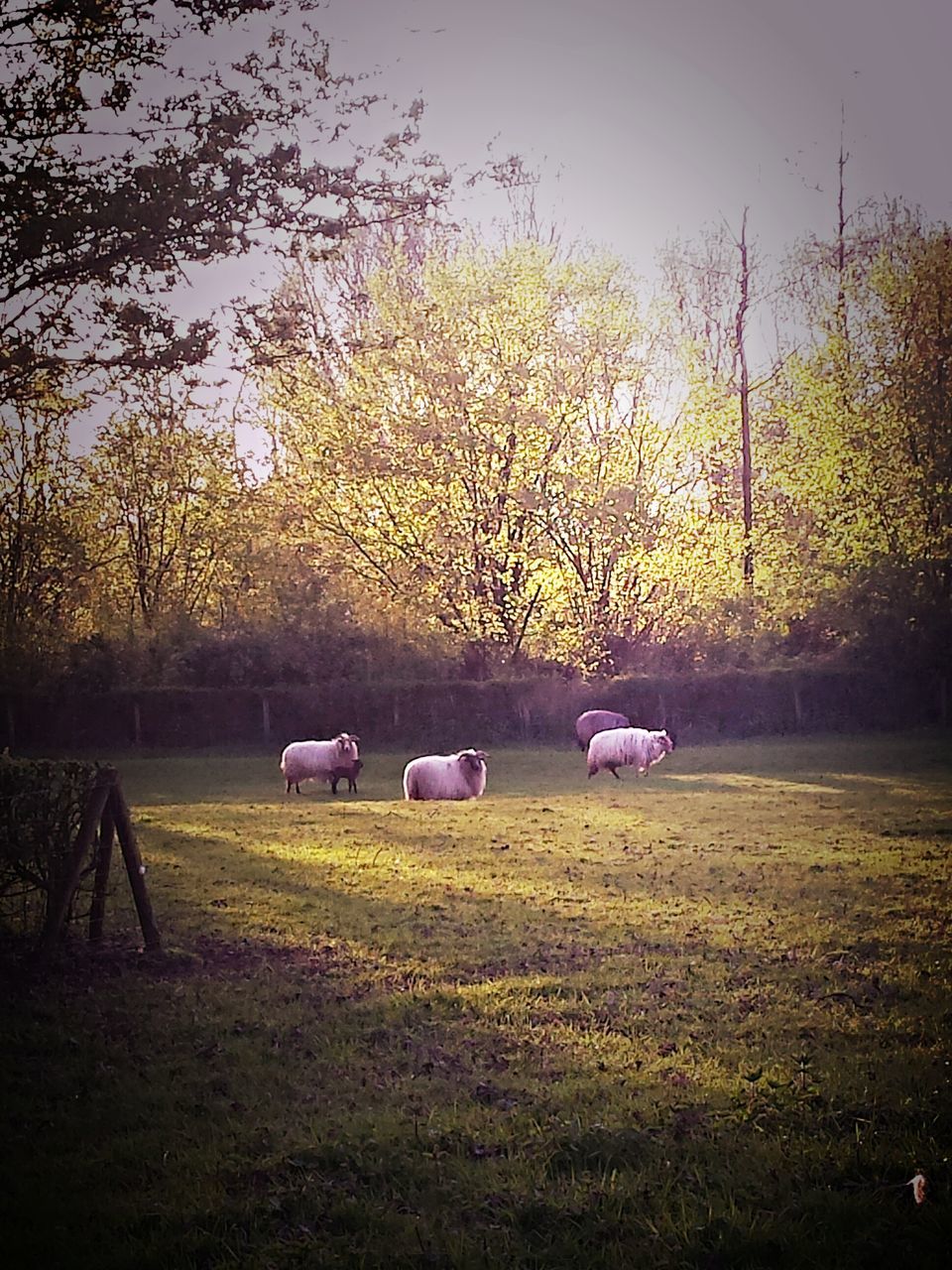 SHEEP ON GRASS AGAINST SKY