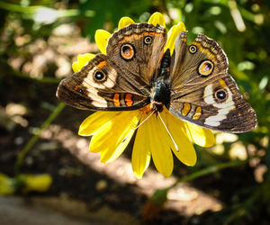 Close-up of butterfly on flower