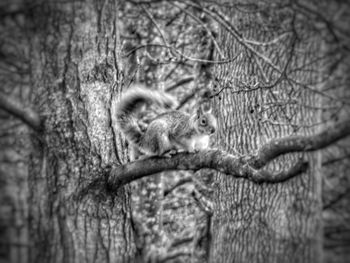 Monkey on tree trunk