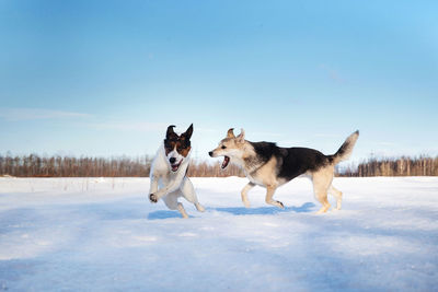 Dogs fighting on snow covered land