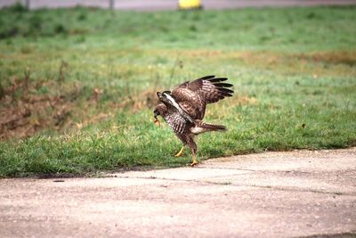 Eagle hunting worm in city