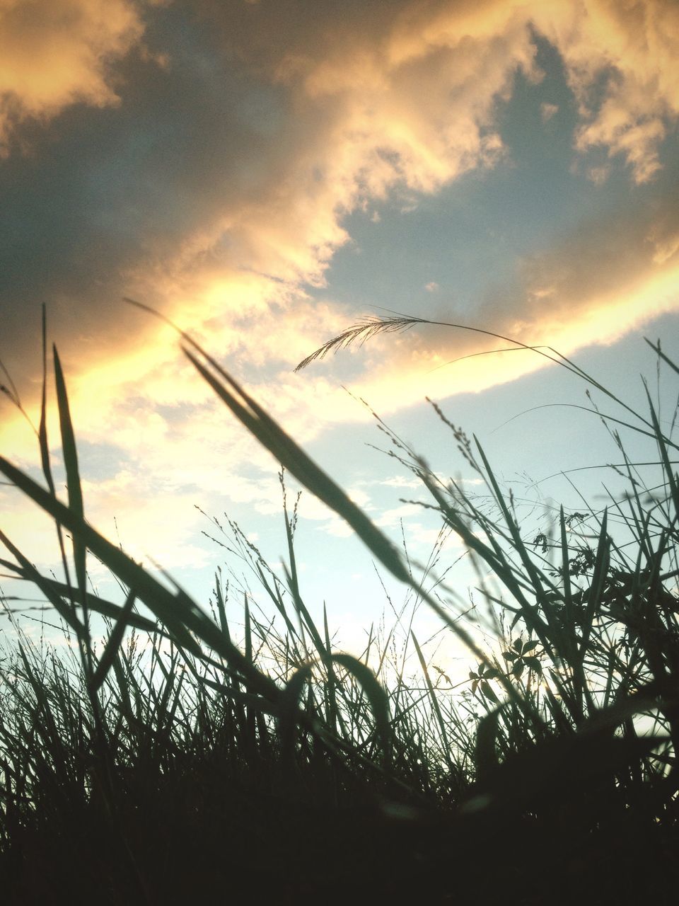 sunset, sky, silhouette, orange color, beauty in nature, plant, cloud - sky, tranquility, scenics, sun, tranquil scene, nature, growth, idyllic, cloud, outdoors, sunlight, no people, dramatic sky, field