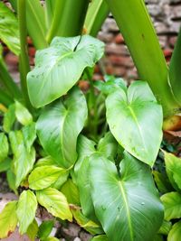 Close-up of fresh green plant