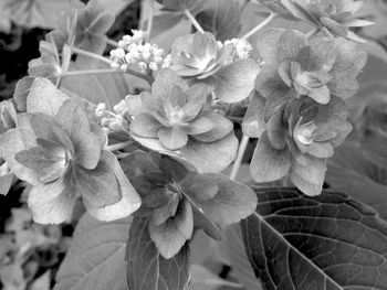 Close-up of flowers blooming outdoors