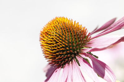 Close-up of coneflower