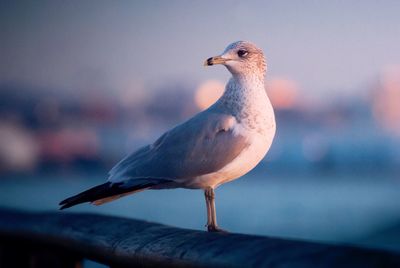 Close-up of seagull perching on railing in city