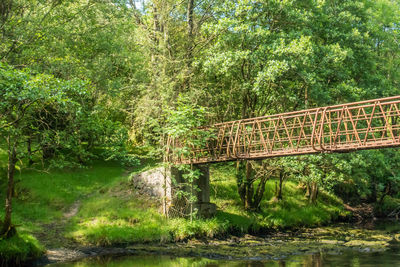 Footbridge over stream amidst trees in forest