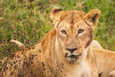 Close-up of lioness