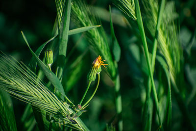 Close-up of insect on plant