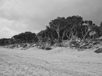 Trees on field against sky during winter