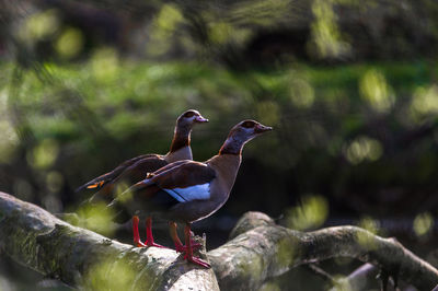 Bird perching on wood