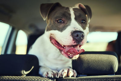 Close-up portrait of a dog