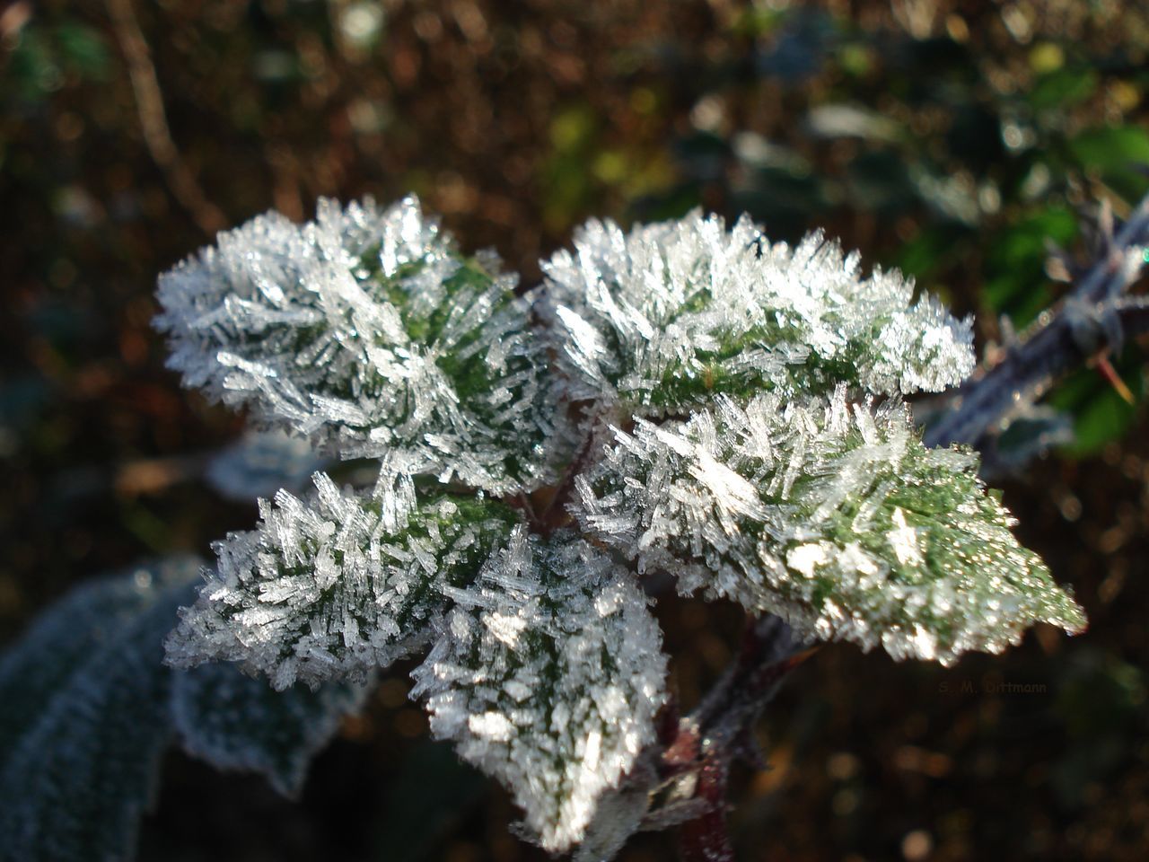 Brombeer Blätter