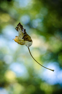 Close-up of lizard on flower