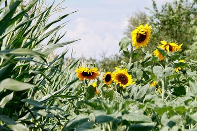 Close-up of yellow sunflowers