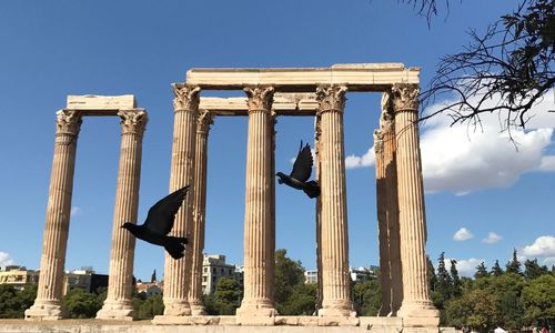 Close-up of birds against old ruins