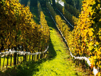 Trees on landscape