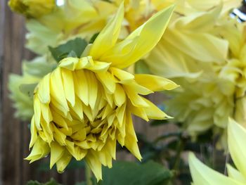 Close-up of yellow flower