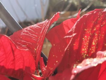 Close-up of raindrops on red leaves