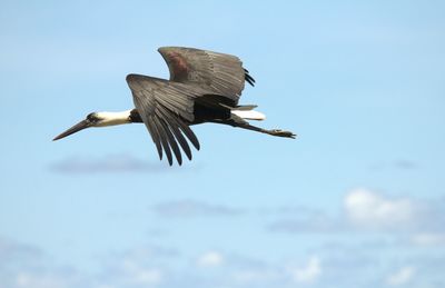 Low angle view of eagle flying against sky