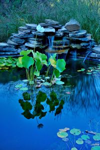 Lotus water lily in lake